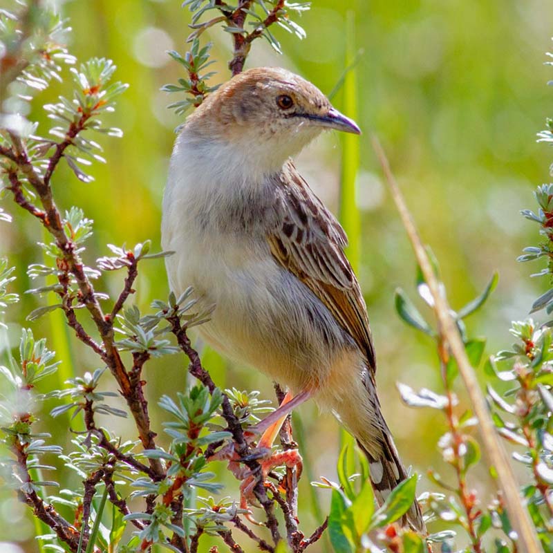 Aberdare Cisticola Birds
