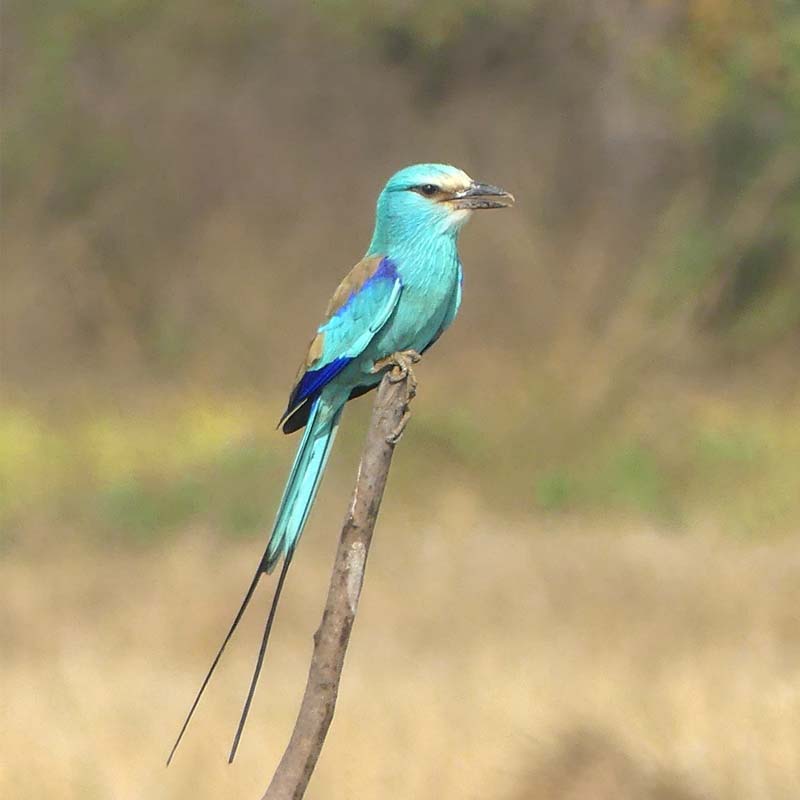 Abyssinian Roller Birds
