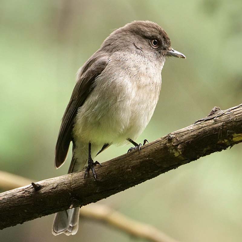 Abyssinian Slaty Flycatcher Birds