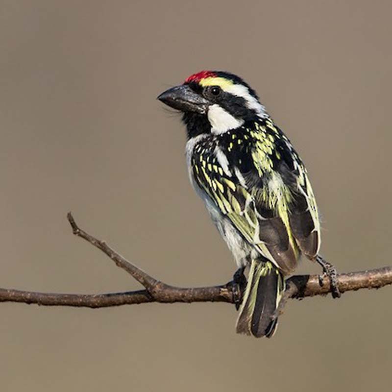 Acacia Pied Barbet Birds