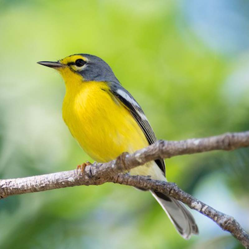 Adelaides Warbler Birds
