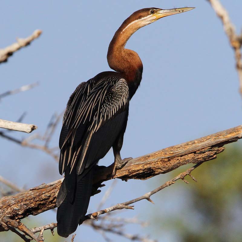 African Darter Birds
