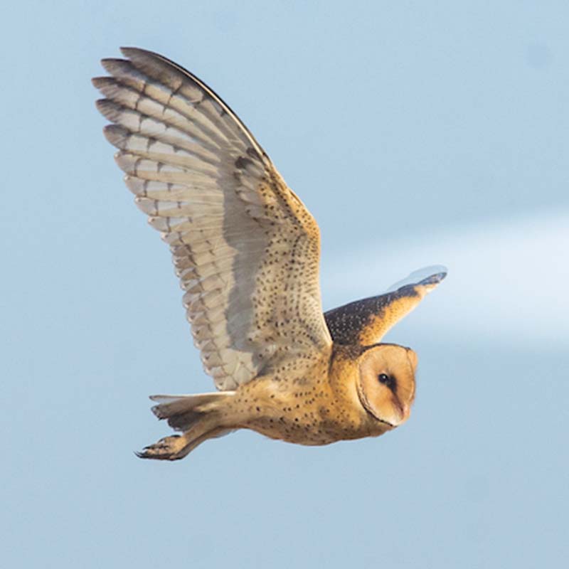 African Grass Owl Birds