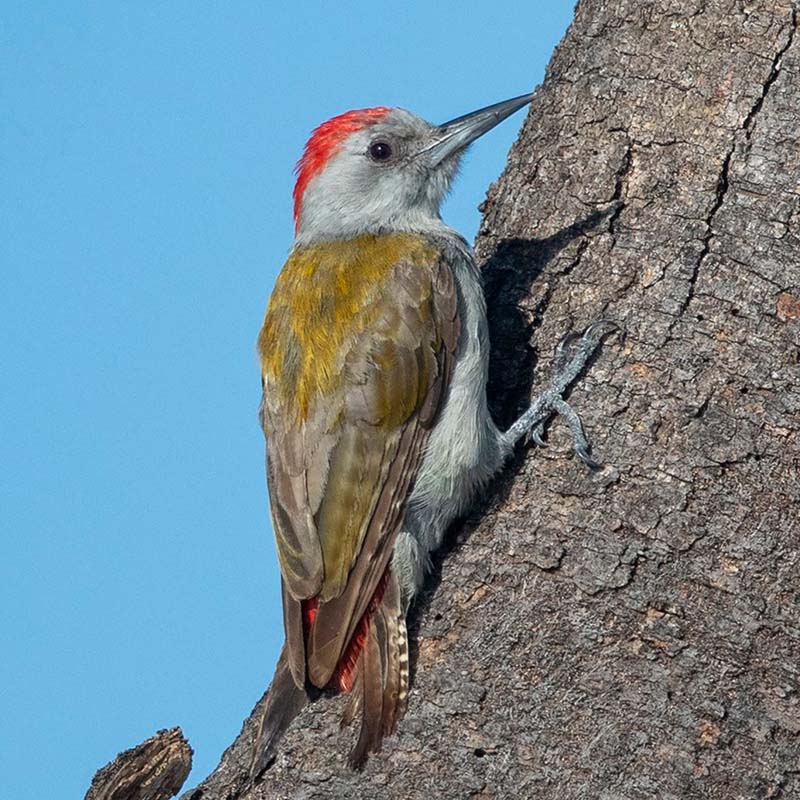 African Grey Woodpecker Birds