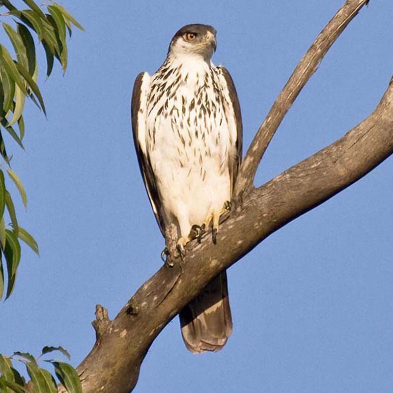 African Hawk-Eagle Birds