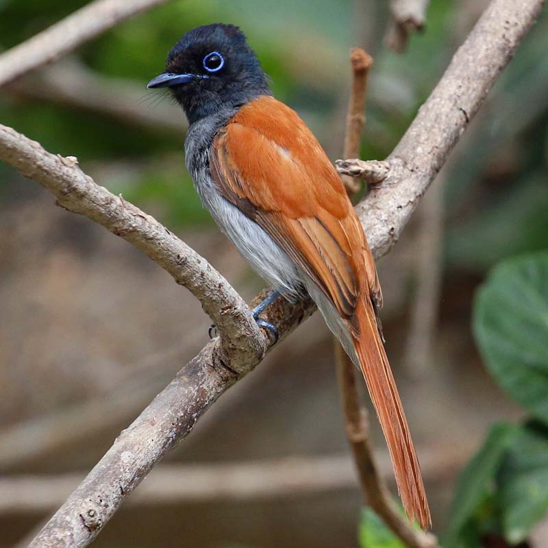 African Paradise Flycatcher Birds