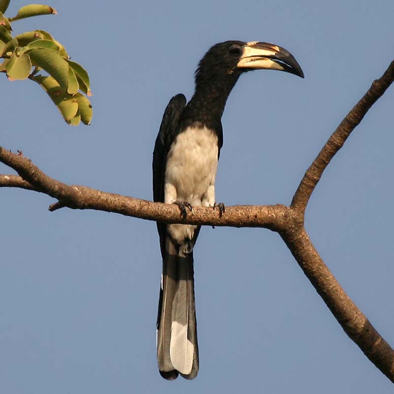 African Pied Hornbill Birds