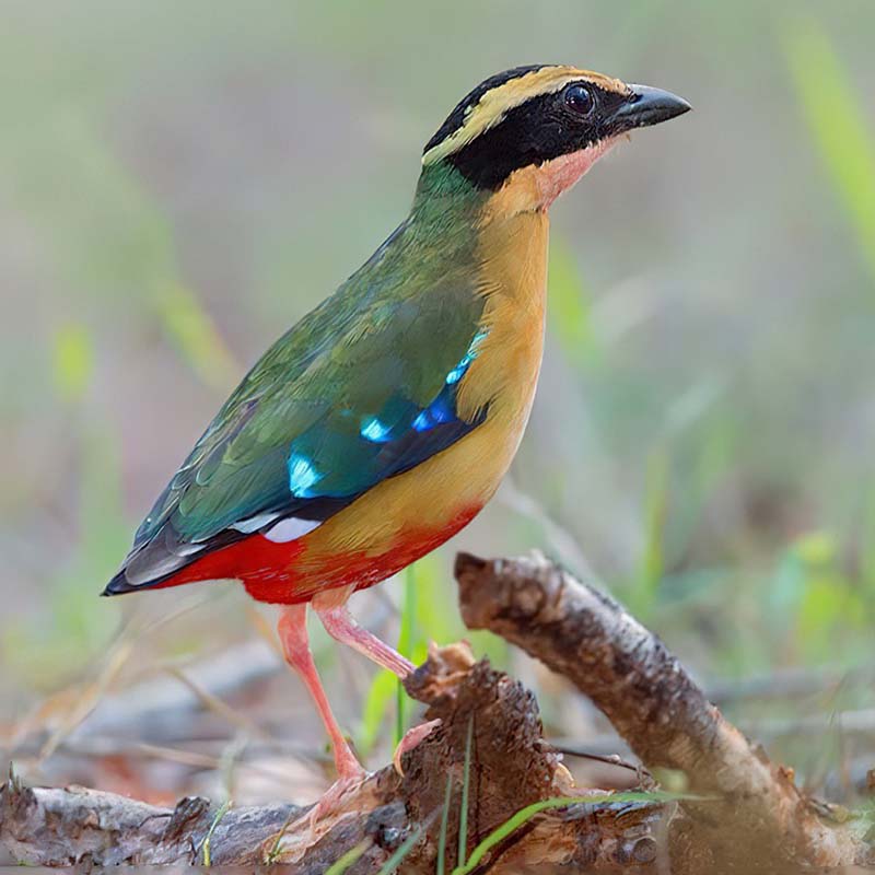 African Pitta Birds