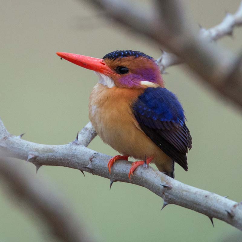 African Pygmy Kingfisher Birds
