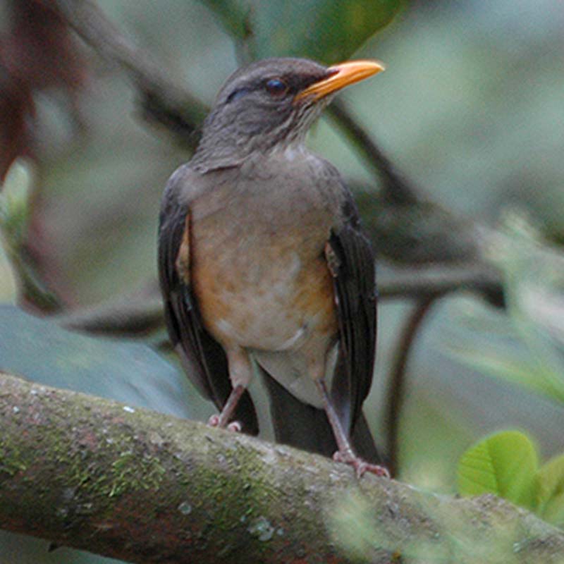 African Thrush Birds