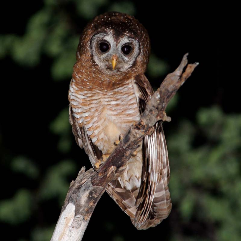 African Wood Owl Birds