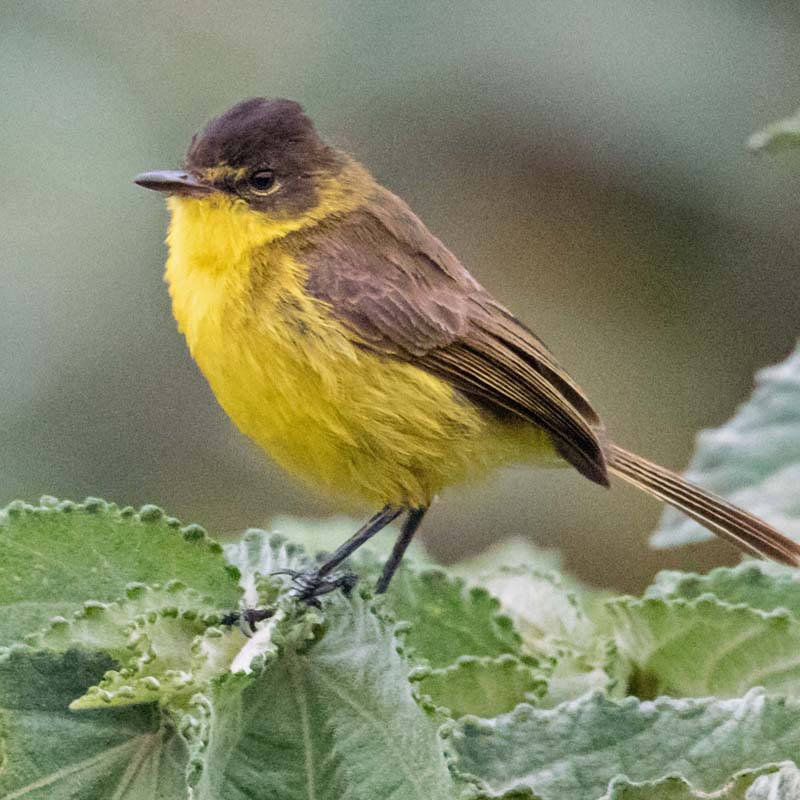 African Yellow Warbler Birds