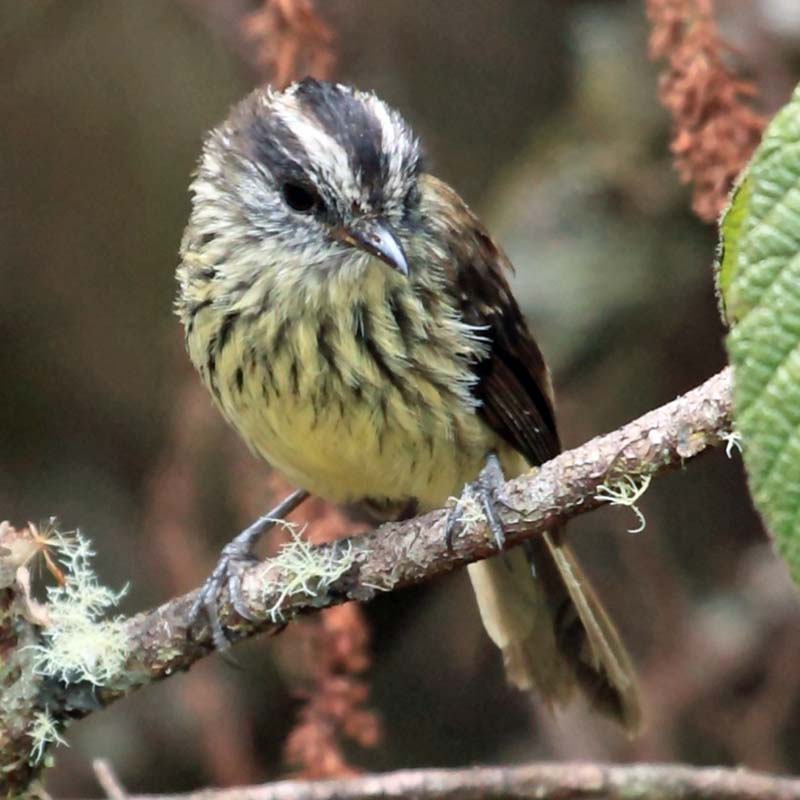 Agile Tit-Tyrant Birds
