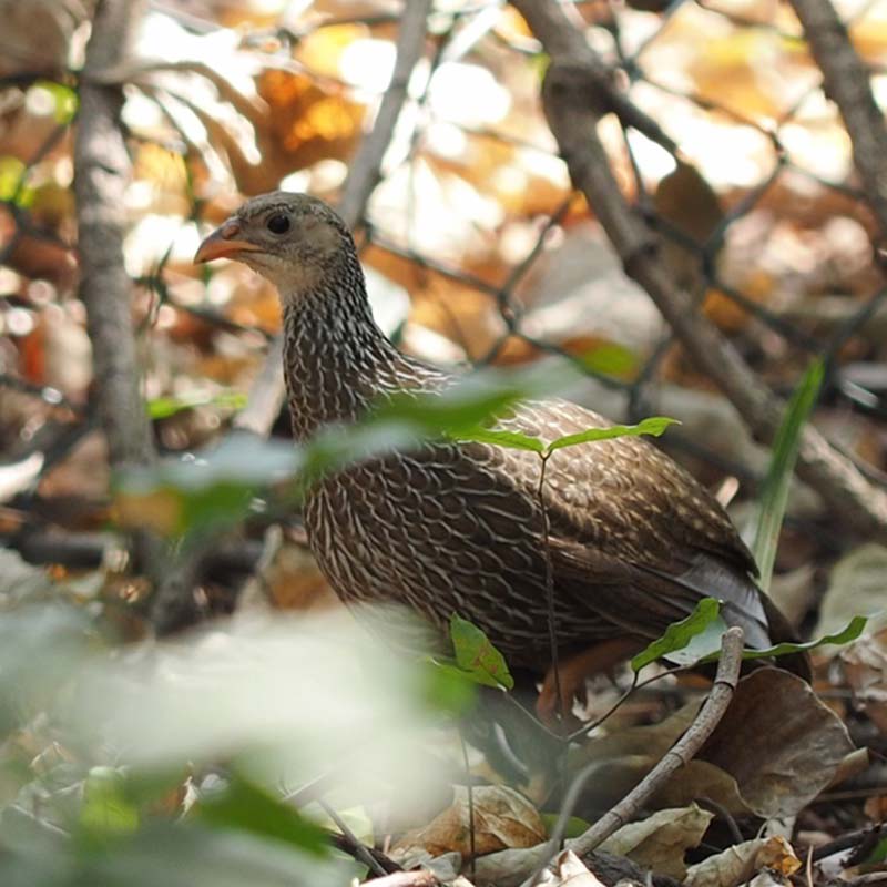 Ahanta Spurfowl Birds