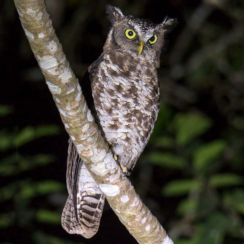 Akun Eagle-Owl Birds