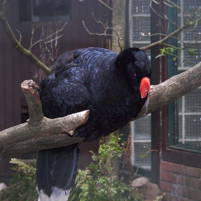 Alagoas Curassow Birds