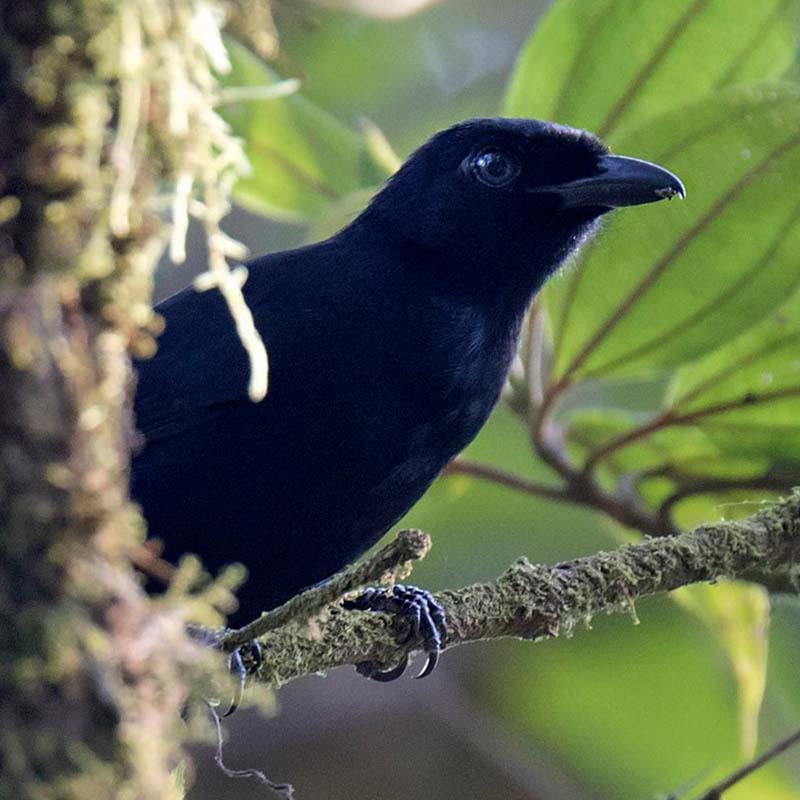 Albertine Sooty Boubou Birds