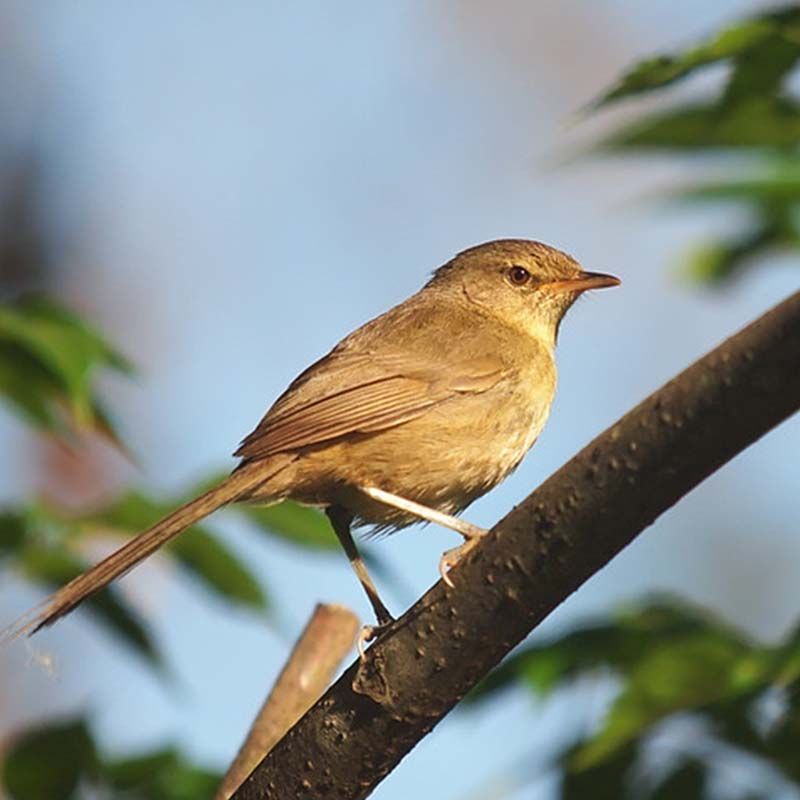 Aldabra Brush Warbler Birds