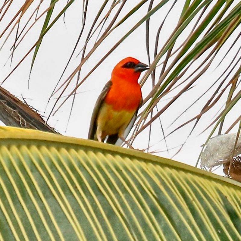 Aldabra Fody Birds