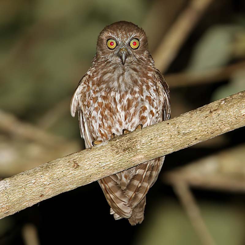 Alor Boobook Birds