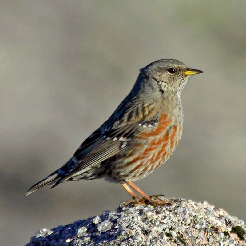 Alpine Accentor Birds