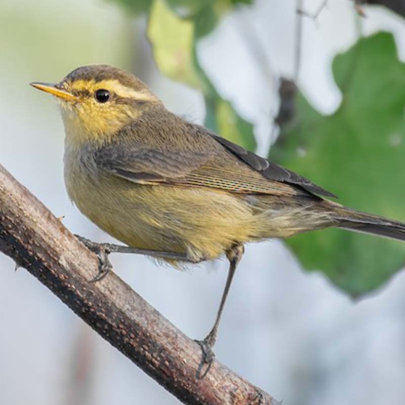 Alpine Leaf Warbler Birds