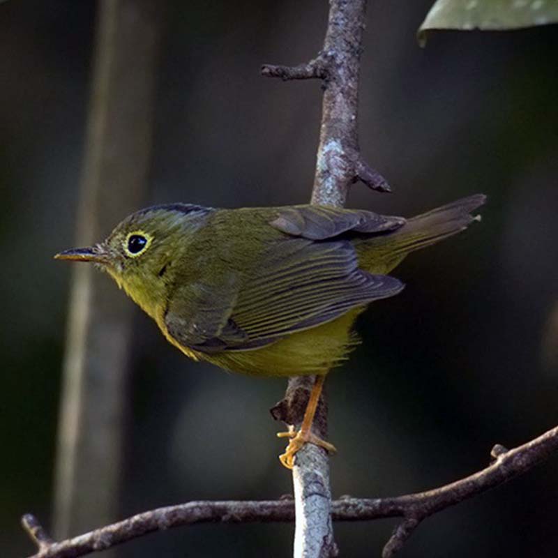 Alstr?ms Warbler Birds