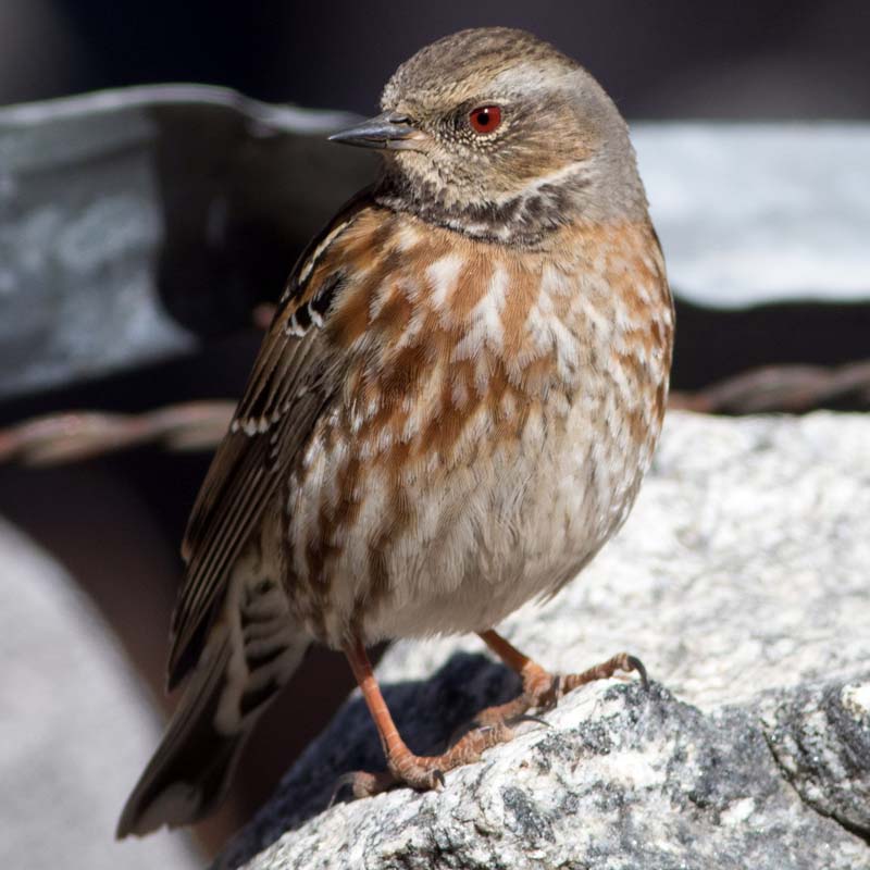 Altai Accentor Birds