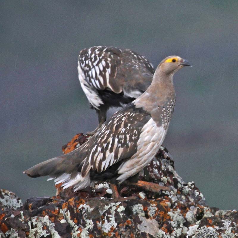 Altai Snowcock Birds