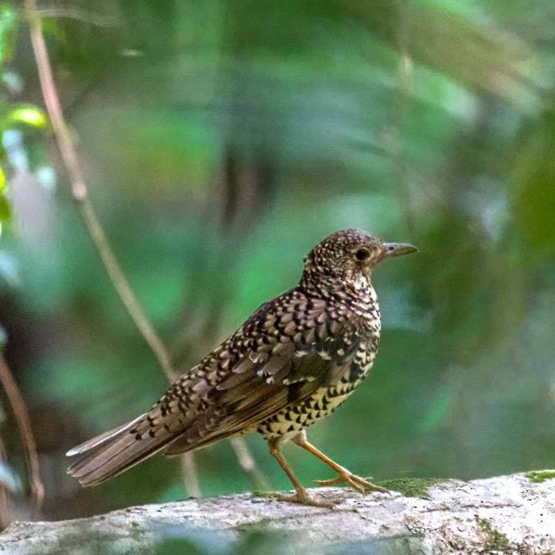 Amami Thrush Birds
