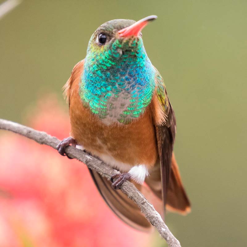 Amazilia Hummingbird Birds