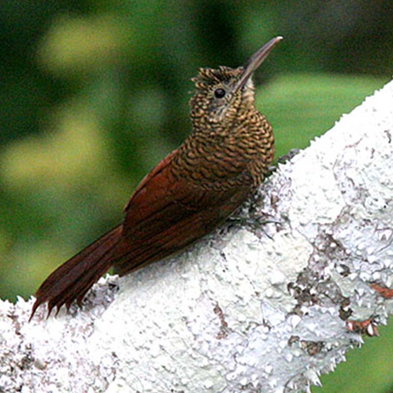 Amazonian Barred Woodcreeper Birds