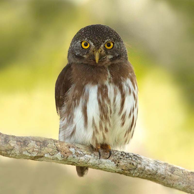 Amazonian Pygmy Owl Birds