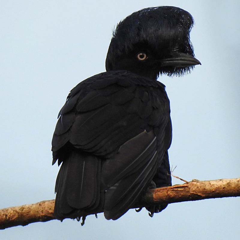 Amazonian Umbrellabird Birds