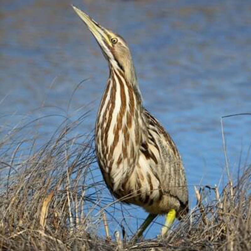 American Bittern Birds