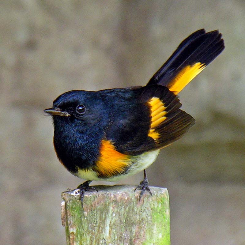 American Redstart Birds