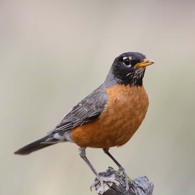 American Robin Birds