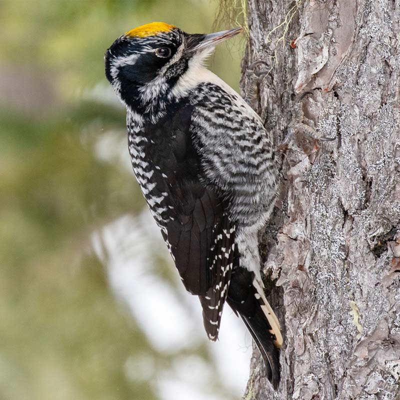American Three-Toed Woodpecker Birds