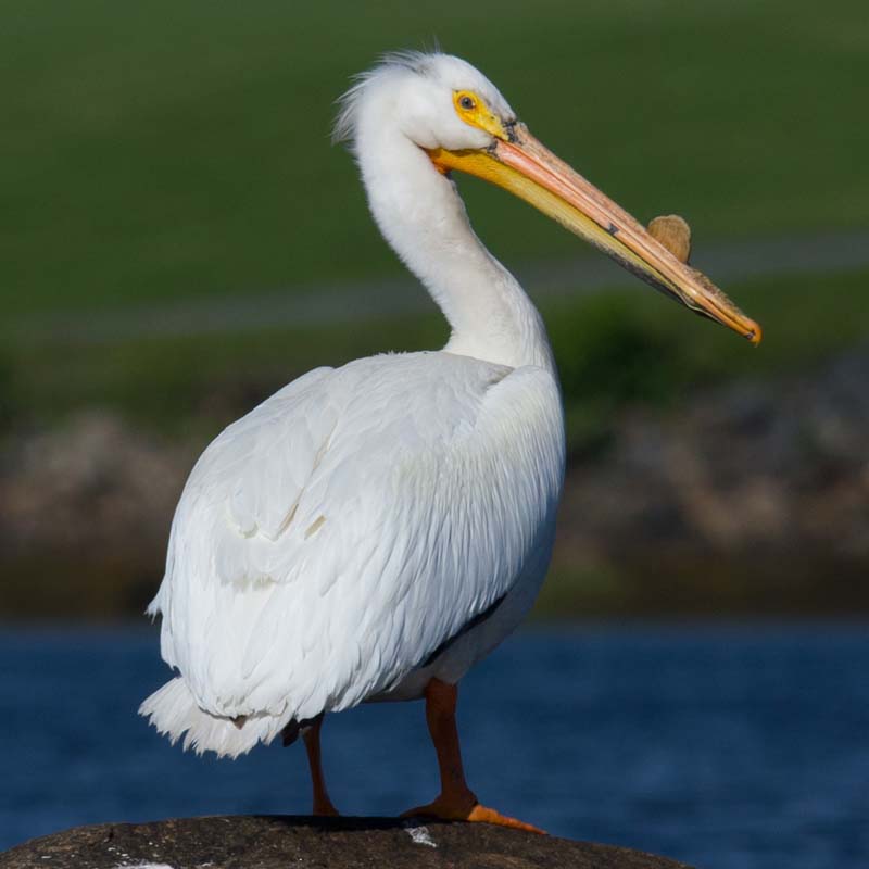 American White Pelican Birds