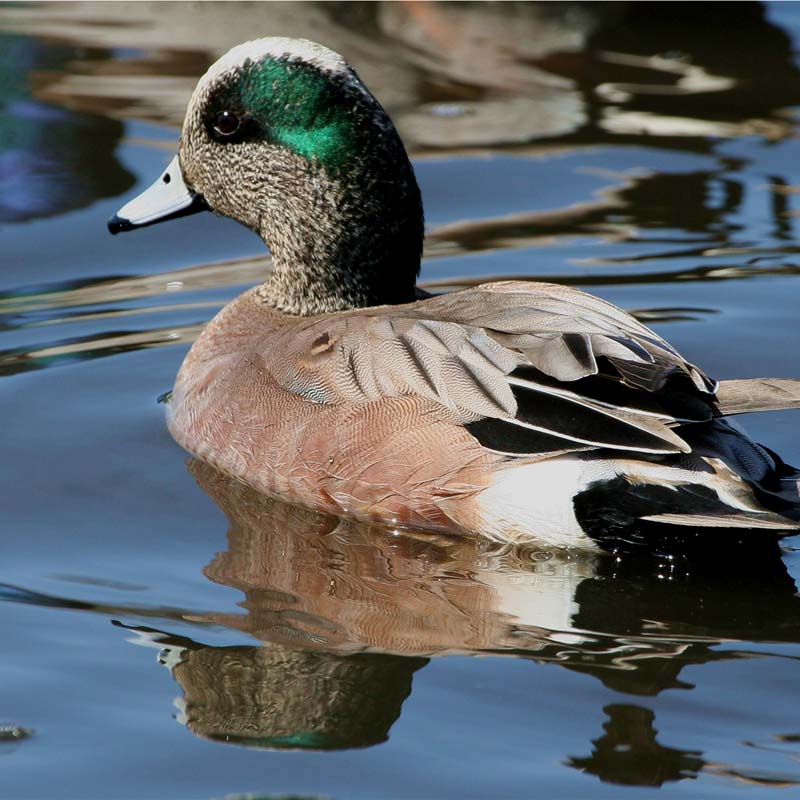 American Wigeon Birds