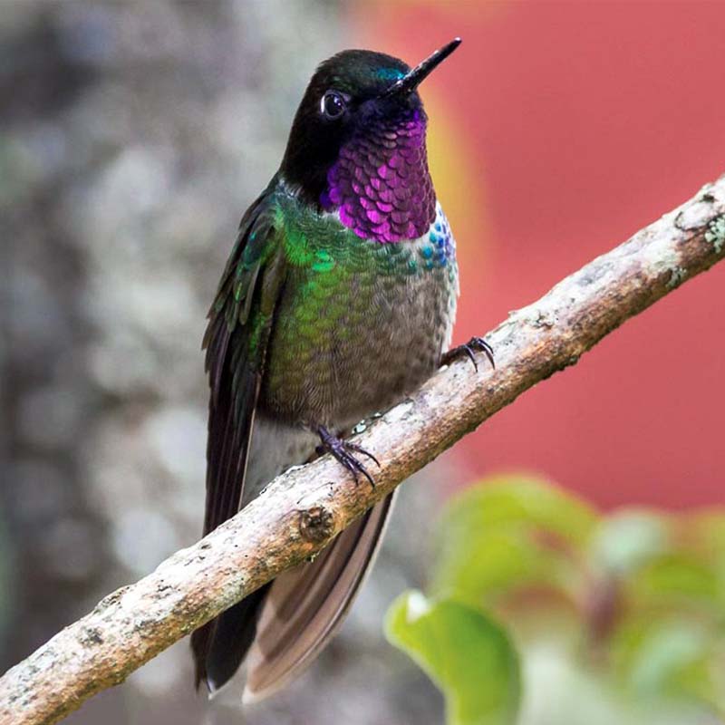 Amethyst-Throated Sunangel Birds