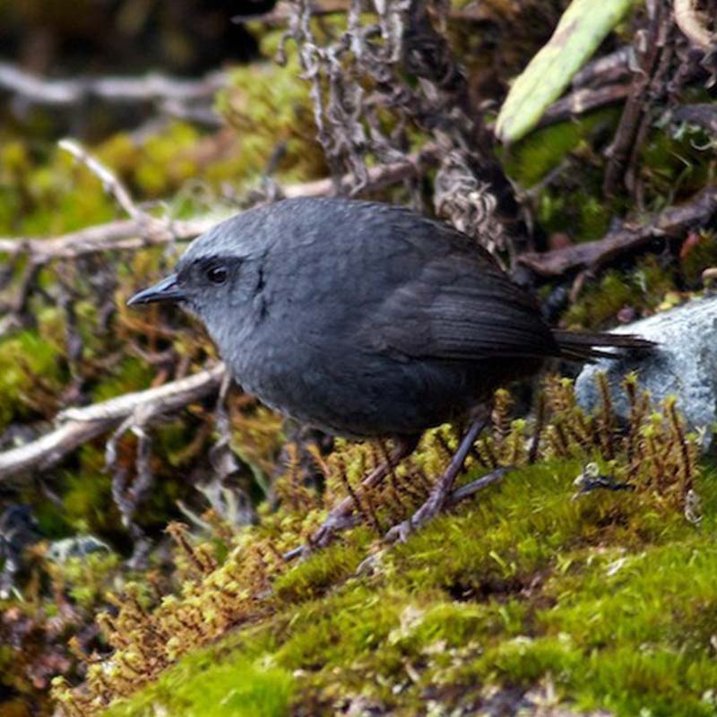 Ampay Tapaculo Birds