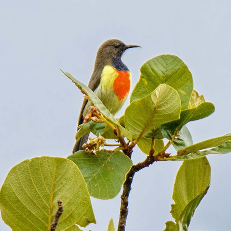Anchietas Sunbird Birds
