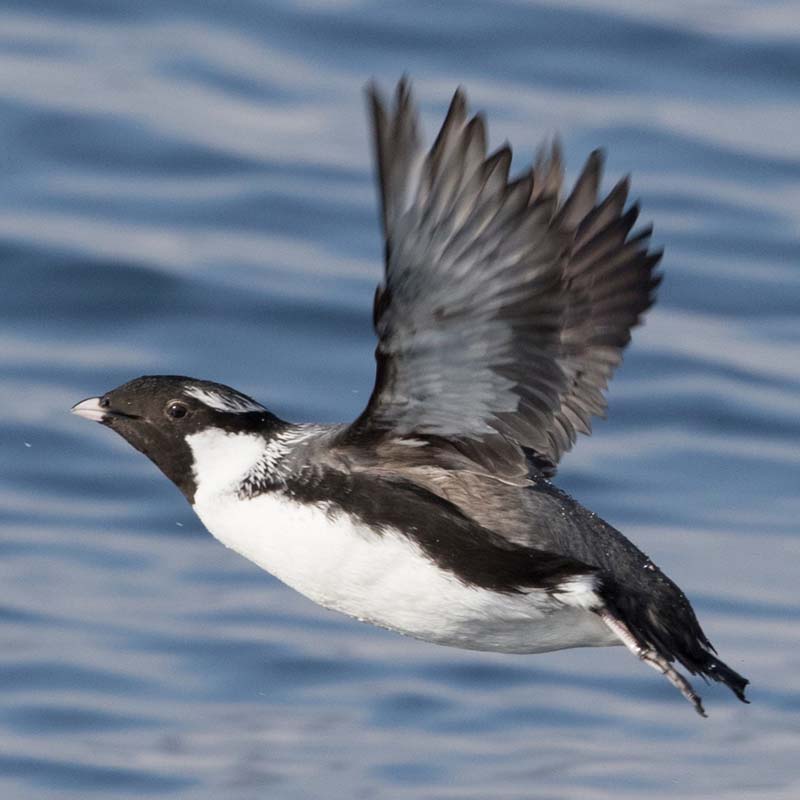 Ancient Murrelet Birds