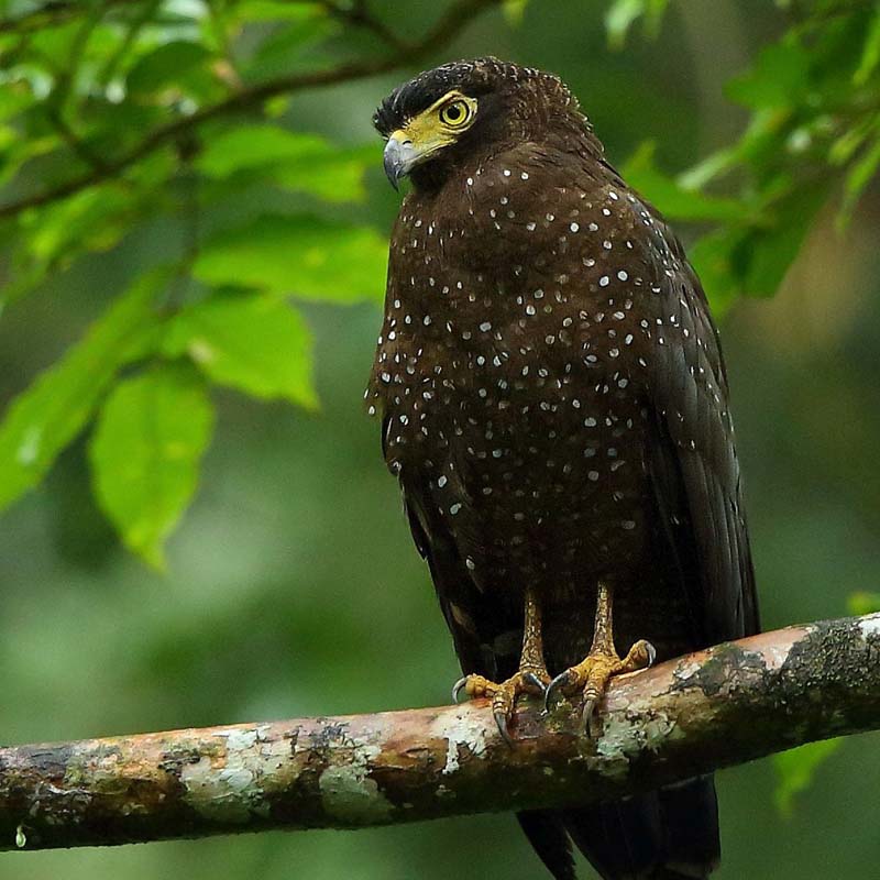 Andaman Serpent Eagle Birds