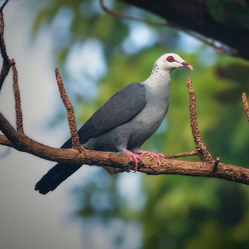 Andaman Wood Pigeon Birds