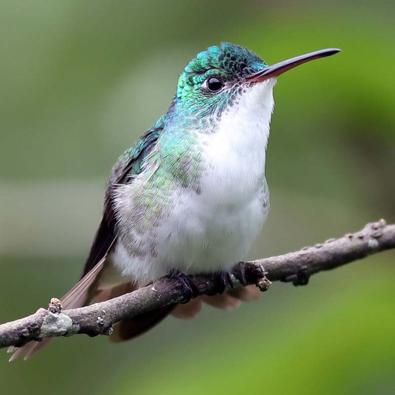 Andean Emerald Birds