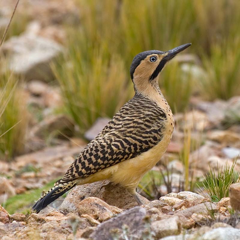 Andean Flicker Birds