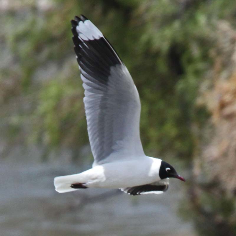 Andean Gull Birds