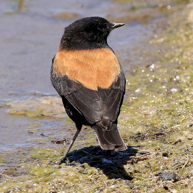 Andean Negrito Birds